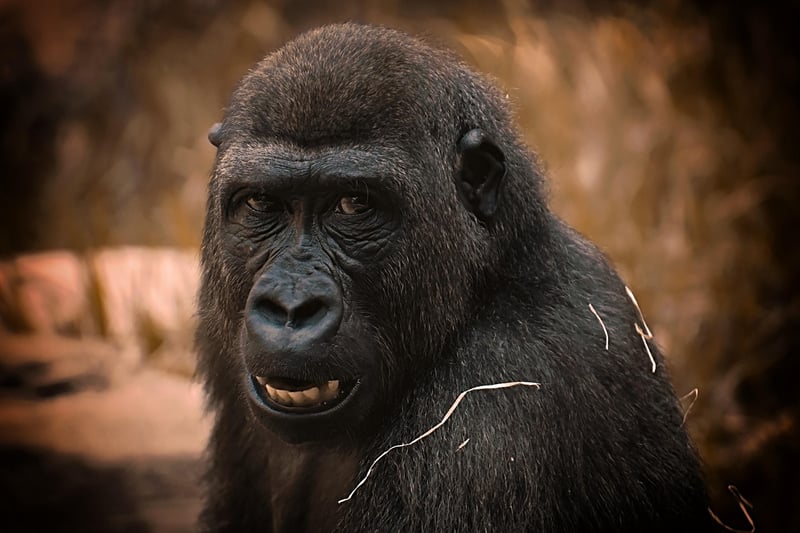 Gorilla Trekking in Uganda