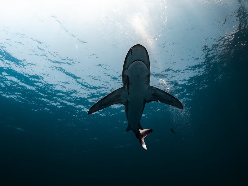 Great White Shark